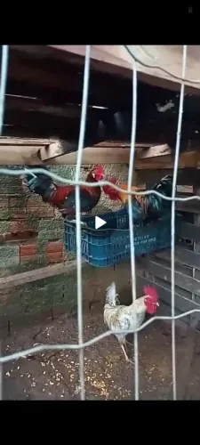 Frangos 