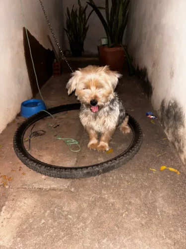 Vende-se Shih Tzu