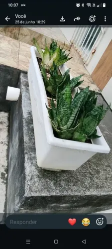 02 caqueiros com plantas em fibra