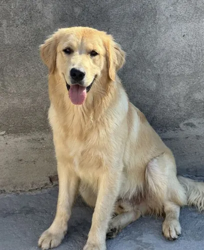 Golden Retriever fêmea 9 meses