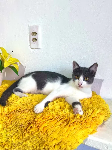 Gatos para doação 