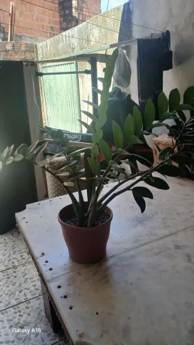 Planta zameocuca