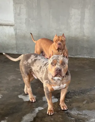 Vendo filhote de Pit Monster ( macho )
