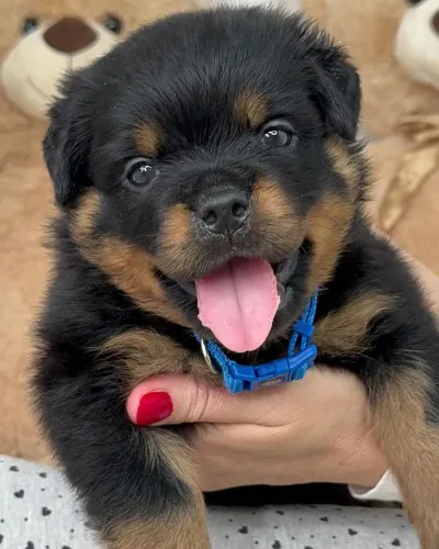 Rottweiler - Beleza Que Impressiona Em Qualquer Lugar 