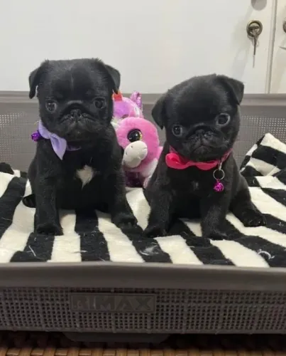 Pug,Pug Filhote Estrutura Perfeita Disponível