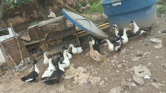 Filhotes e ovos de Marreco