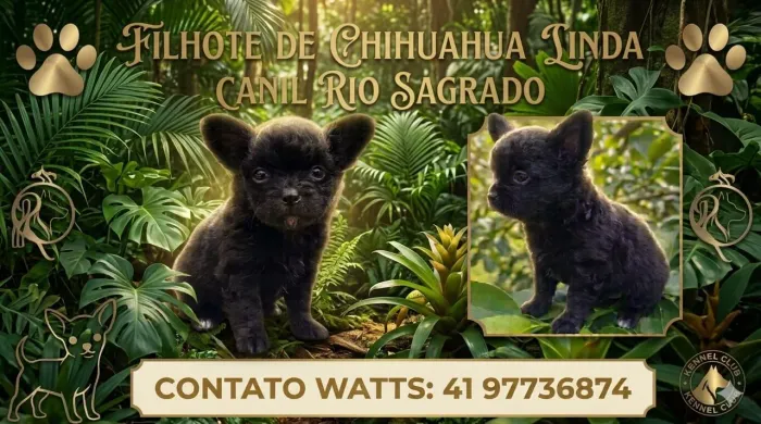 Fêmea chihuaua pelo longo