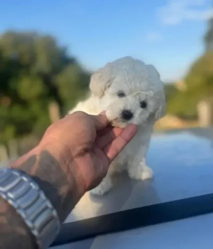 Poodle toy fêmea e macho mini