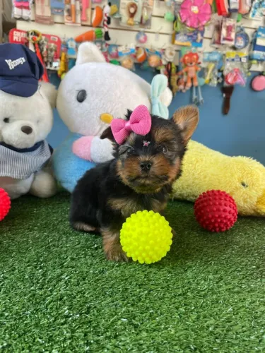YorkShire terrier fêmea mini a pronta entrega