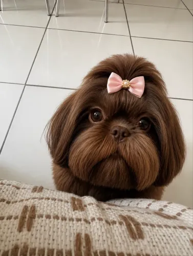 Shih Tzu cor fígado 
