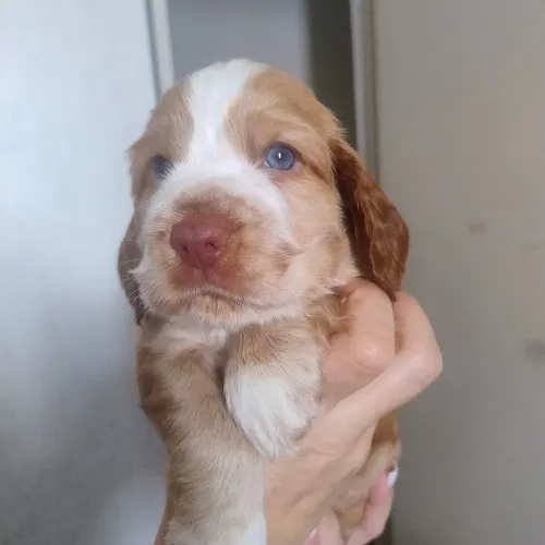 Cocker macho