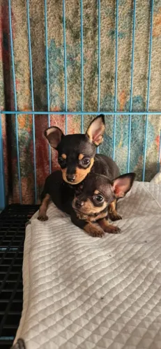 Pinscher fêmea 0