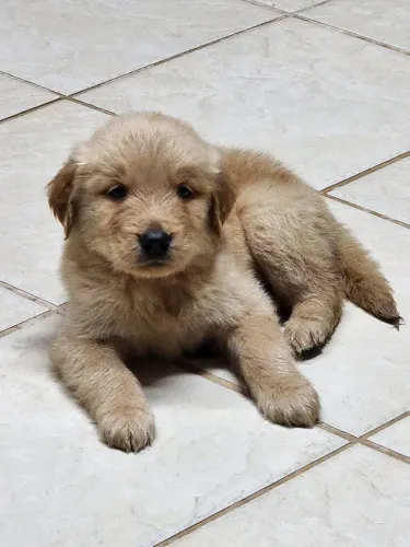 Filhote de golden retriever - 3 fêmeas disponíveis -2 meses de vida