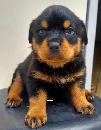 Rottweiler de Elite: Genética Selecionada para Guarda e Companhia, Pedigree em Mãos 