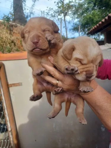 Vendo casal labrador