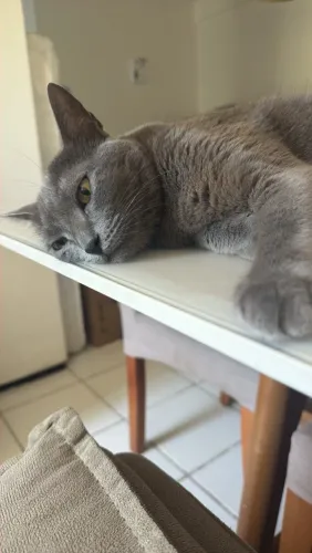 ADOÇÃO RESPONSÁVEL - DUAS GATINHAS FÊMEAS