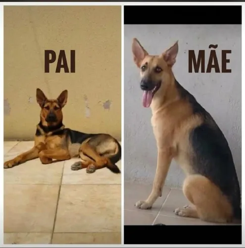 ? Lindos Filhotes de Pastor Alemão Disponíveis! ?