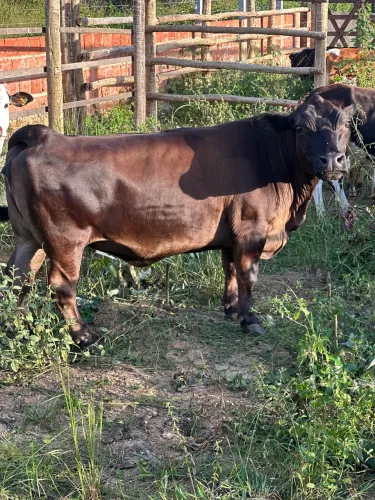 Vende-se ou trocar em carneiros