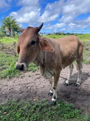 ? BOIS E VACAS À VENDA! ?  