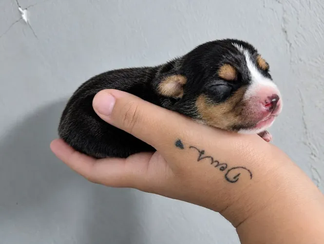 Pinscher macho disponível 