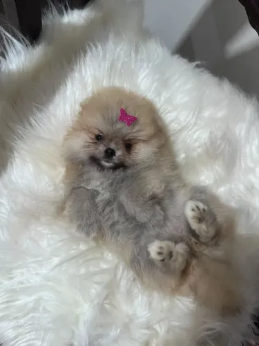Lulu da Pomerânia