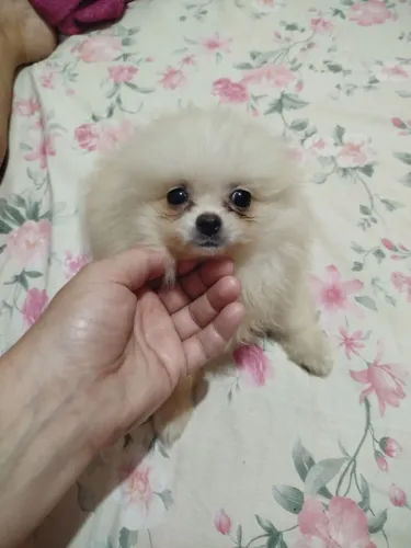 Lulu da pomerania femêa