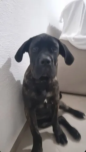 Cane corso 4 meses filhote  