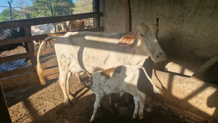 VACAS DE LEITE