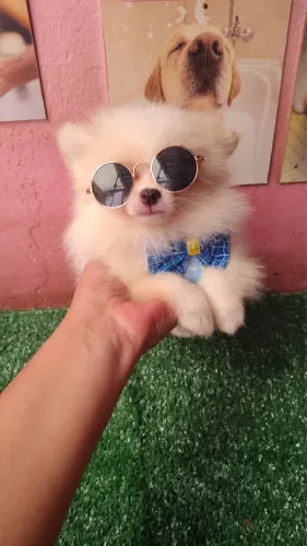 Spitz alemão -Estrutura leve e temperamento estável