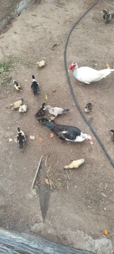 Vendo patos diversos tamanhos 