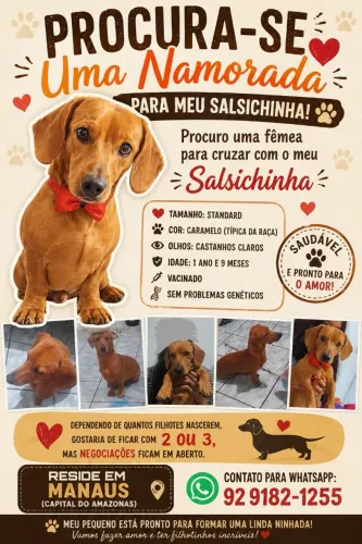 Dachshund(cachorro salsicha) disponível para cruzar.