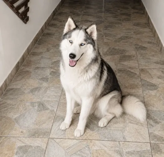 HUSKY FEMEA A VENDA  11 MESES