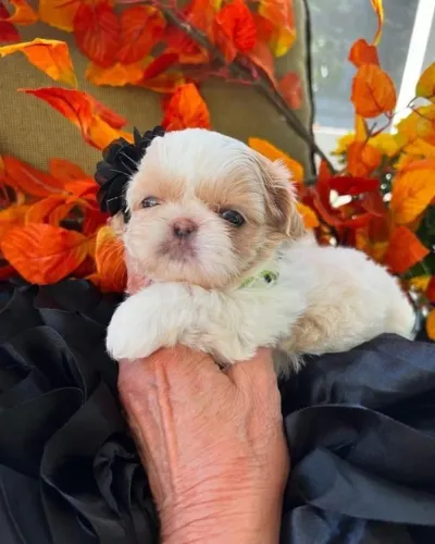 Filhotes de Shih Tzu | Carinho e diversão em forma de cachorro.