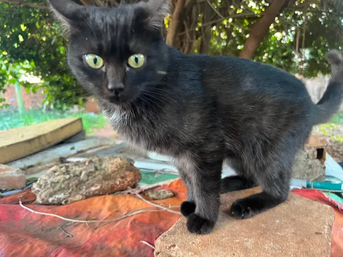 Gatinha castrada 5 meses linda 