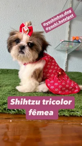 Shihtzu macho e femea exóticos de pronta entrega