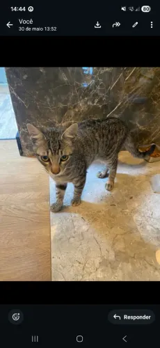 Gato filhote para doação 
