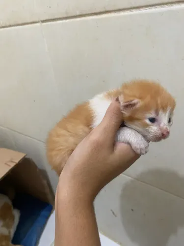 Gatinhos filhotes para adoção responsável 