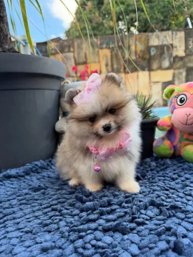 Lulu Fêmea