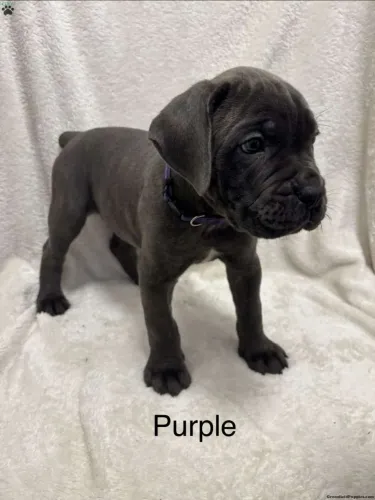 Cane corso | O filhote ideal está aqui
