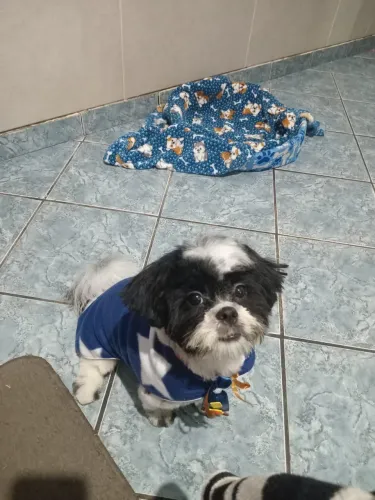 Cachorro shih tzu