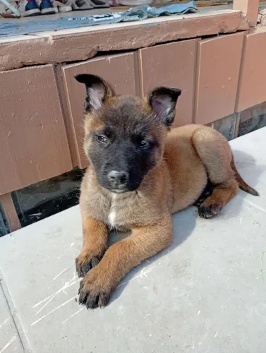 Pastor Malinois valor 1.500,00