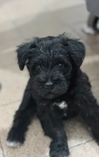 Schnauzer fêmea Miniatura