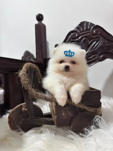 Lulu da Pomerânia