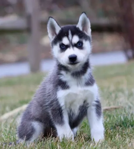 Filhotes de Husky saudáveis e muito fofos! Fale comigo no WhatsApp agora.
