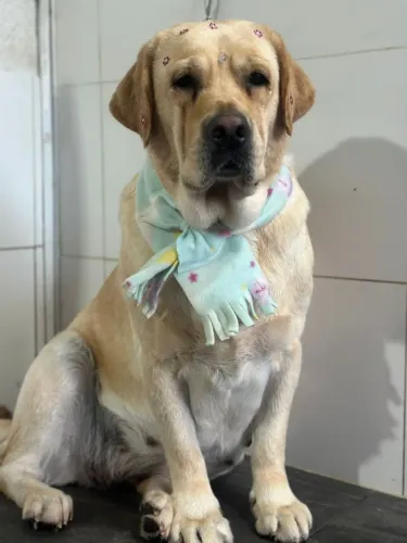 AURORA LABRADORA PARA DOAÇÃO