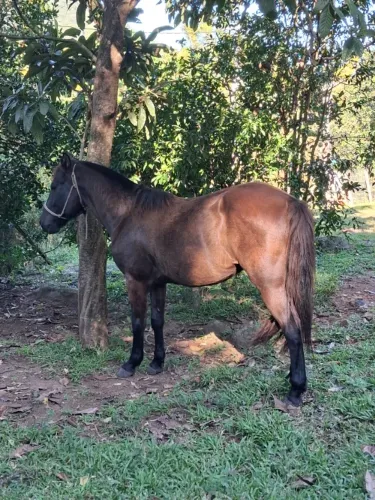 Vendo cavalo domado zaino 