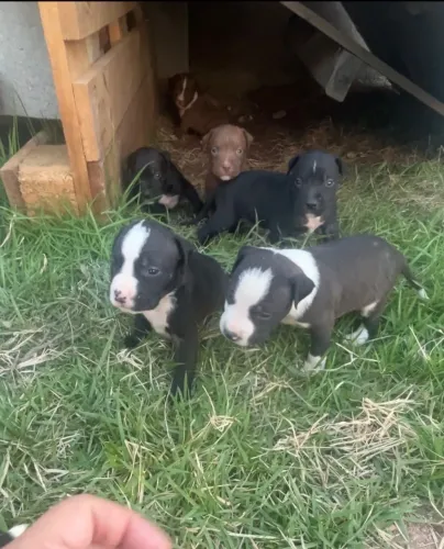 Cachorro pitbull