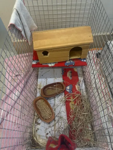 Porquinho da índia com gaiola ! Vende-se ! 