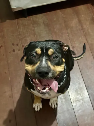 Doação de fêmea de Pitmonster