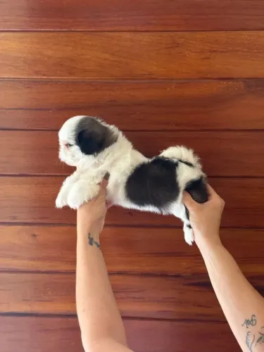 Shih Tzu O Dia dos Namorados passa, esse amor fica para sempre